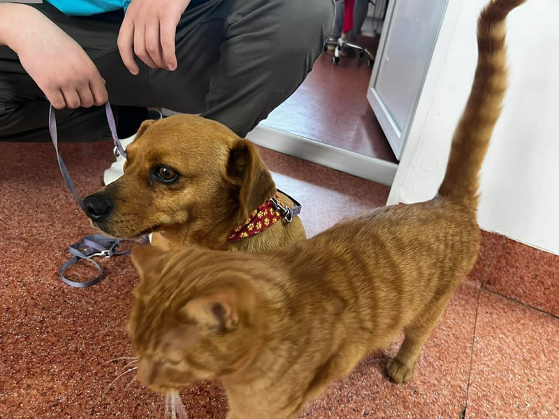 Lady katzenverträglich