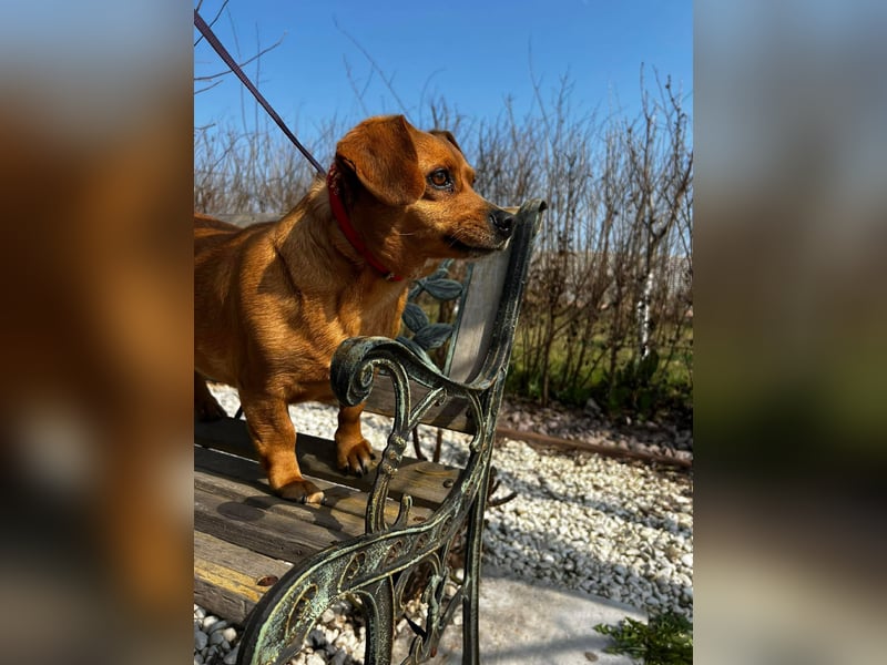 Lady katzenverträglich