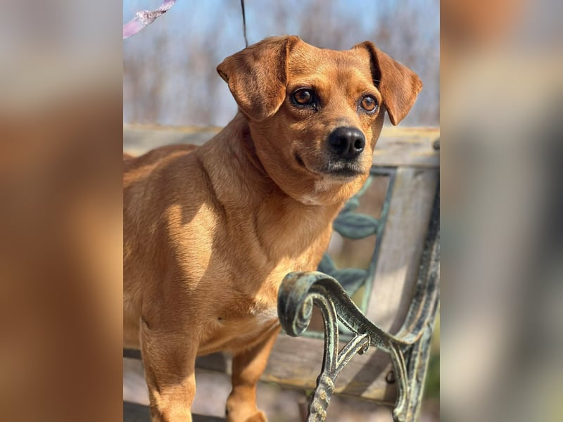 Lady katzenverträglich