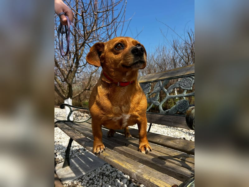 Lady katzenverträglich