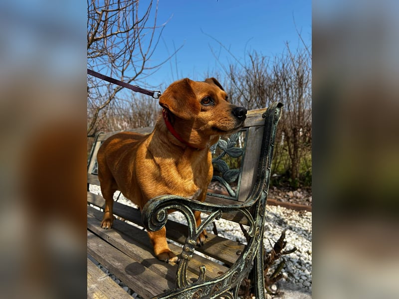 Lady katzenverträglich