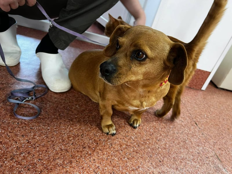 Lady katzenverträglich