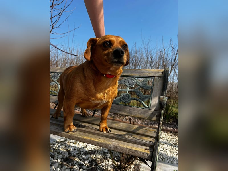 Lady katzenverträglich