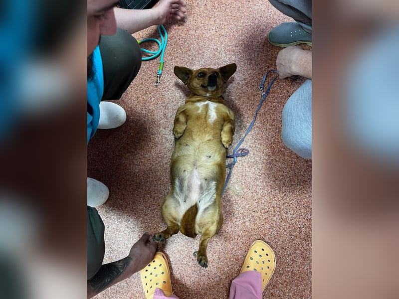 Lady katzenverträglich