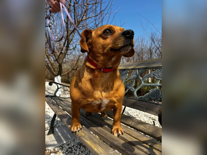 Lady katzenverträglich