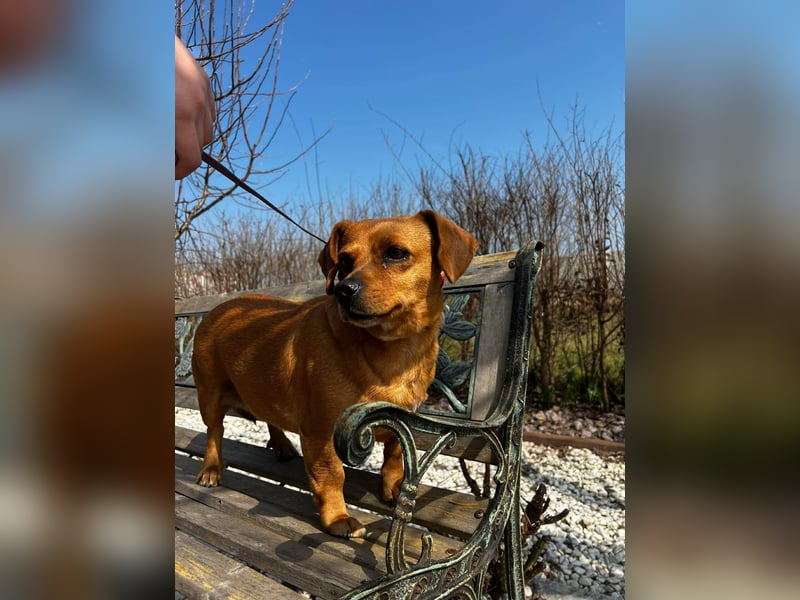 Lady katzenverträglich