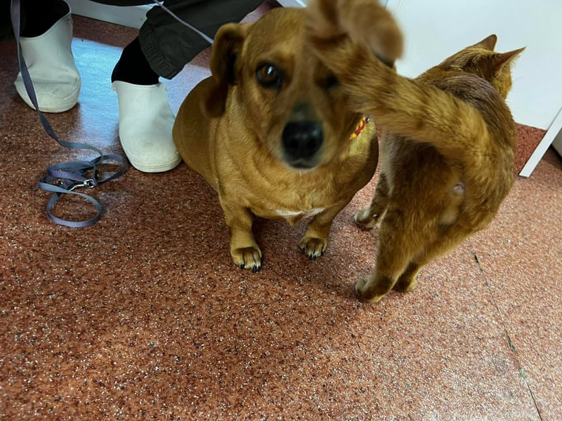 Lady katzenverträglich