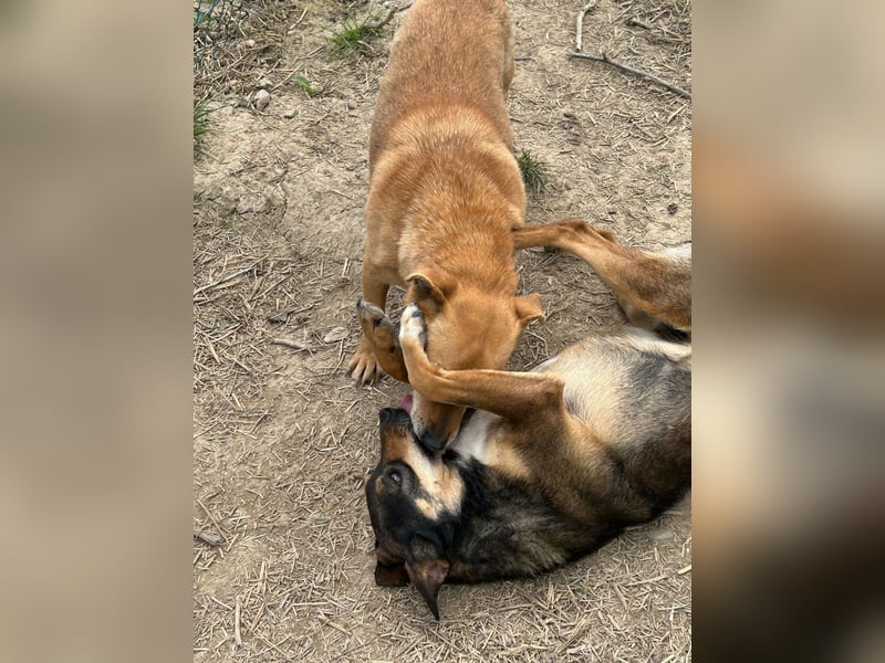 Bobo - kleiner Schatz