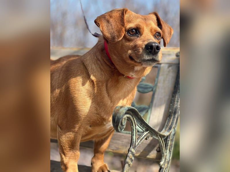 Lady katzenverträglich