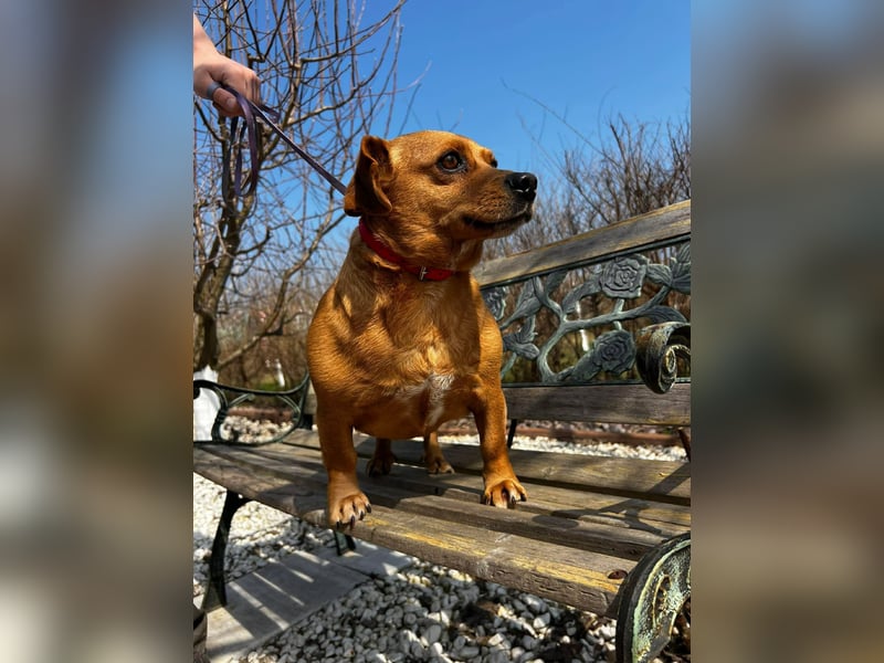 Lady katzenverträglich