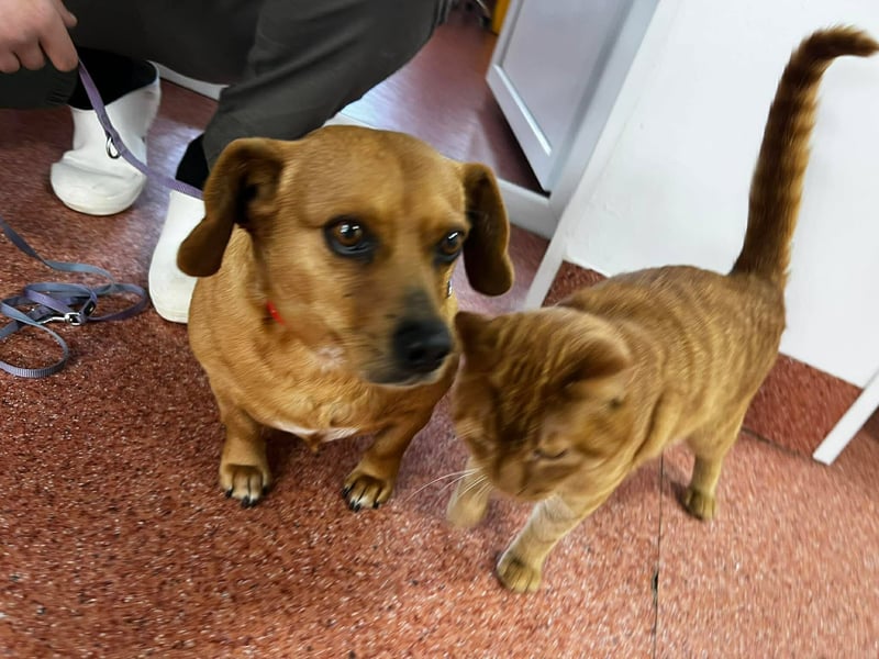 Lady katzenverträglich