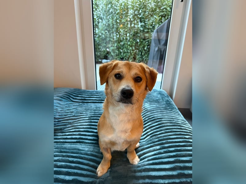 Rapli-SI – auf der Suche nach seinem Herzensmenschen