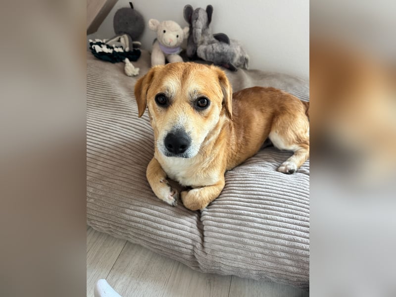 Rapli-SI – auf der Suche nach seinem Herzensmenschen