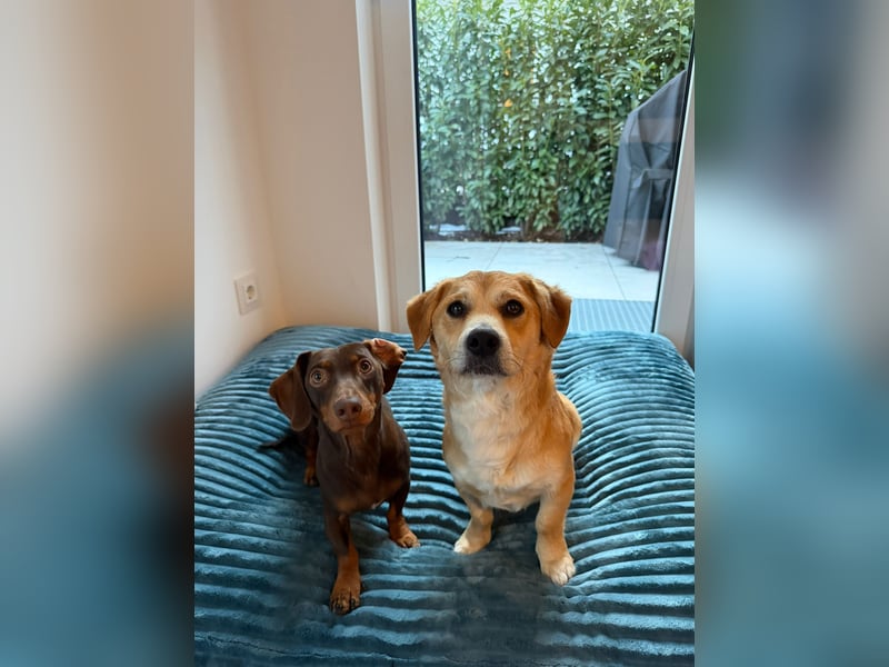 Rapli-SI – auf der Suche nach seinem Herzensmenschen