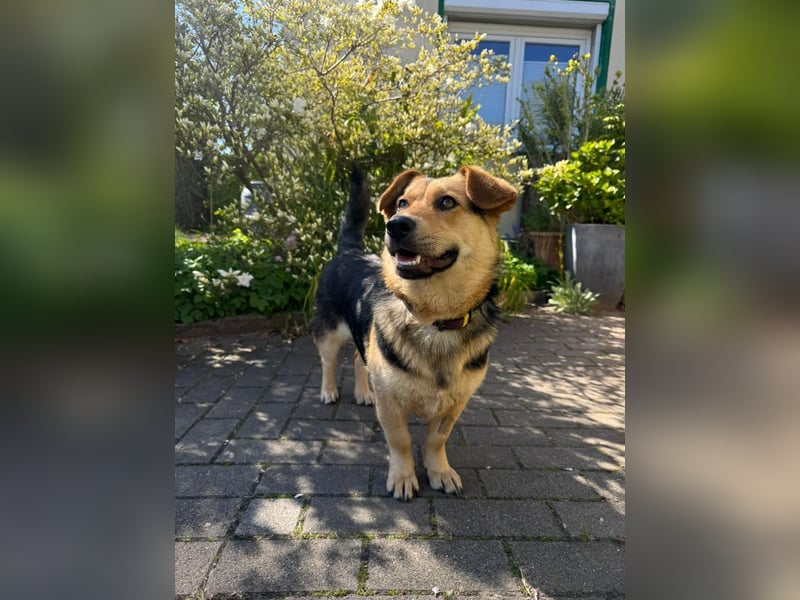 Kinderliebe, unkomplizierte Nessie,1,5J., kastr., gepflegt