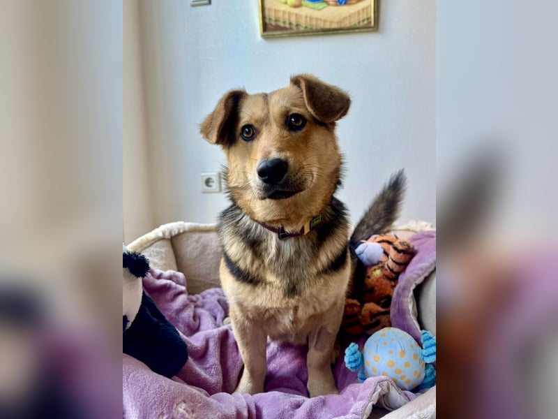 Kinderliebe, unkomplizierte Nessie,1,5J., kastr., gepflegt