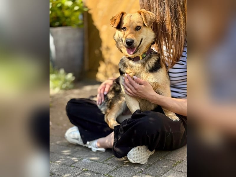 Kinderliebe, unkomplizierte Nessie,1,5J., kastr., gepflegt