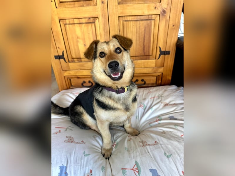 Kinderliebe, unkomplizierte Nessie,1,5J., kastr., gepflegt