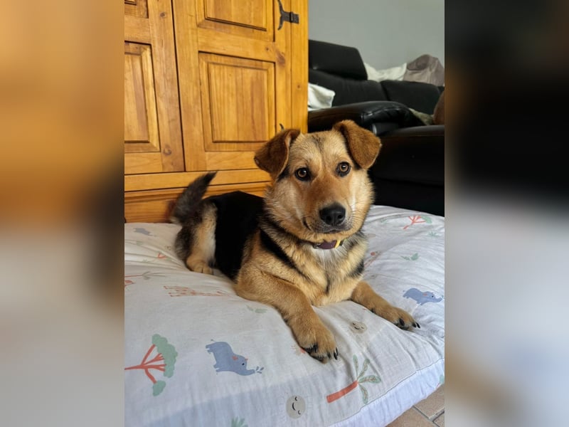 Kinderliebe, unkomplizierte Nessie,1,5J., kastr., gepflegt