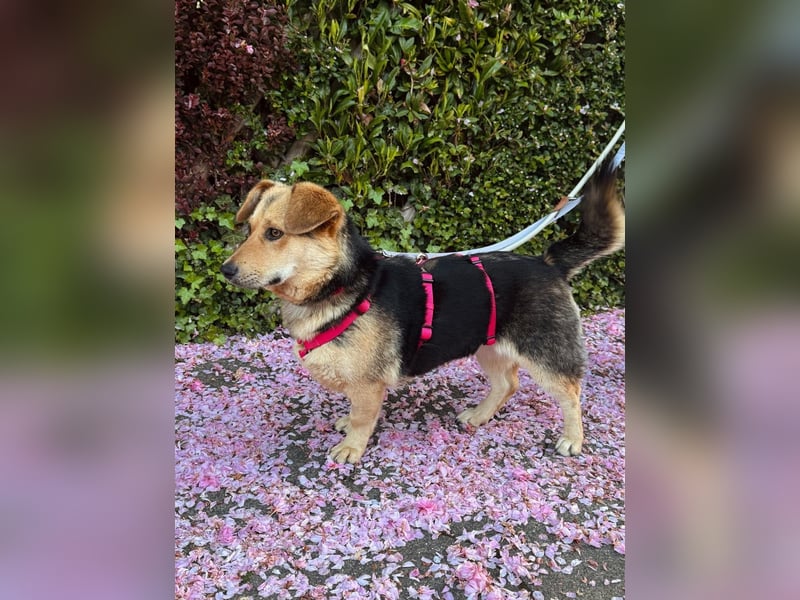 Kinderliebe, unkomplizierte Nessie,1,5J., kastr., gepflegt