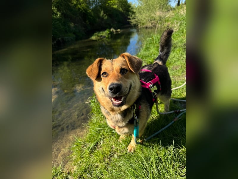 Kinderliebe, unkomplizierte Nessie,1,5J., kastr., gepflegt