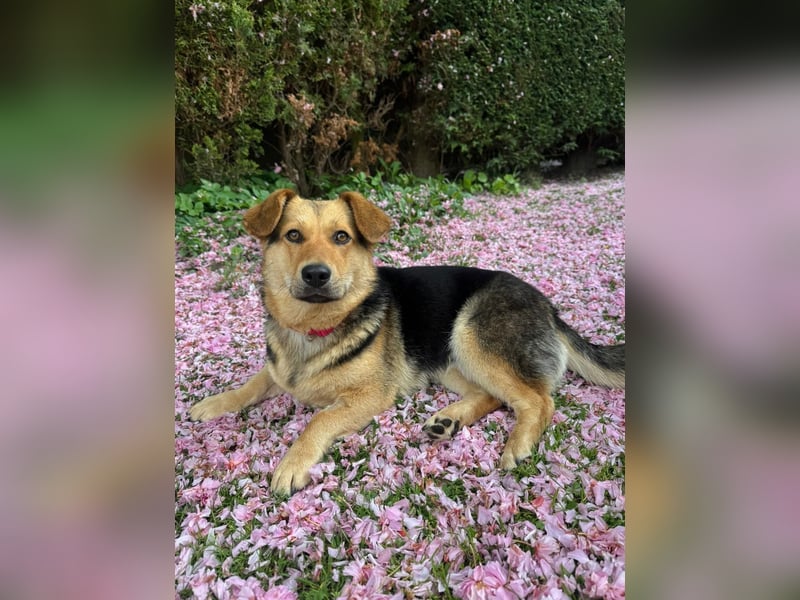 Kinderliebe, unkomplizierte Nessie,1,5J., kastr., gepflegt