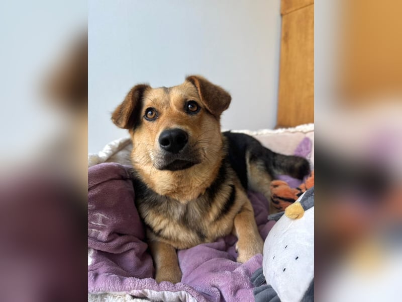 Kinderliebe, unkomplizierte Nessie,1,5J., kastr., gepflegt