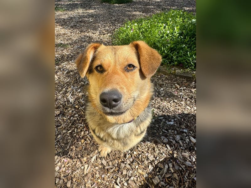 Kinderliebe, unkomplizierte Nessie,1,5J., kastr., gepflegt