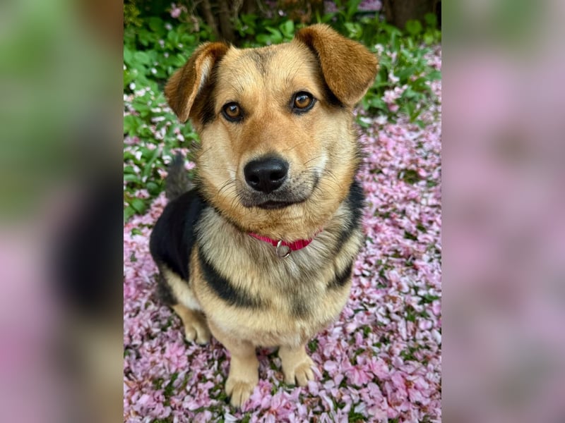 Kinderliebe, unkomplizierte Nessie,1,5J., kastr., gepflegt