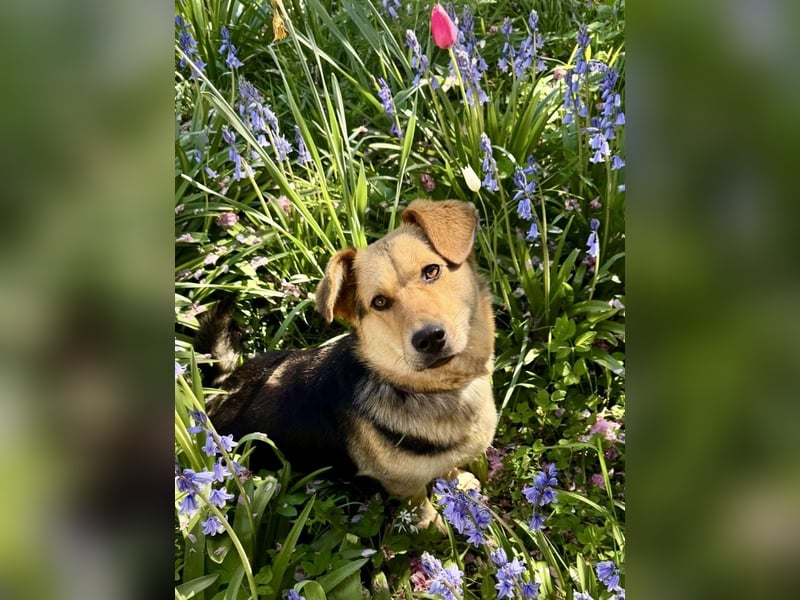 Kinderliebe, unkomplizierte Nessie,1,5J., kastr., gepflegt