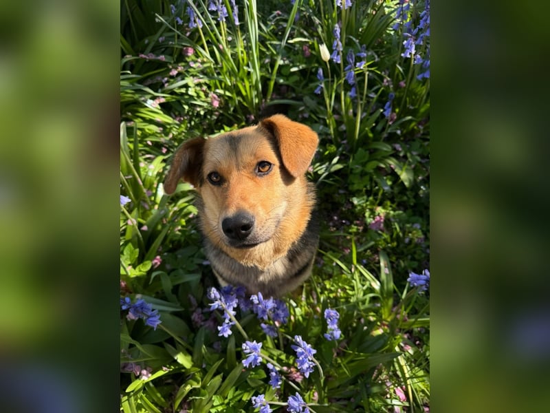 Kinderliebe, unkomplizierte Nessie,1,5J., kastr., gepflegt