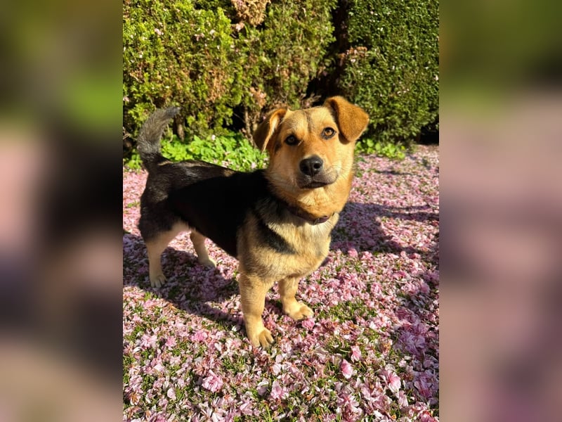 Kinderliebe, unkomplizierte Nessie,1,5J., kastr., gepflegt