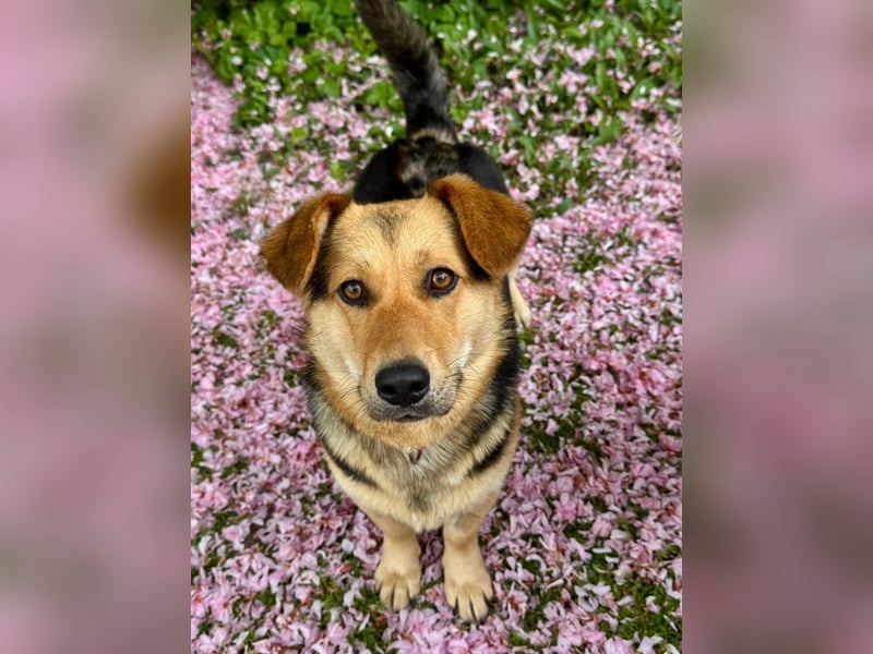 Kinderliebe, unkomplizierte Nessie,1,5J., kastr., gepflegt