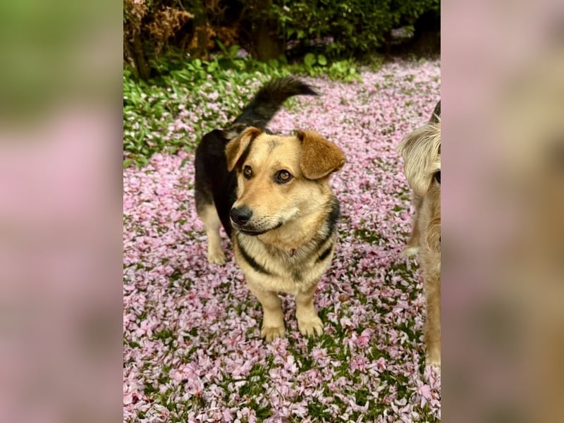 Kinderliebe, unkomplizierte Nessie,1,5J., kastr., gepflegt