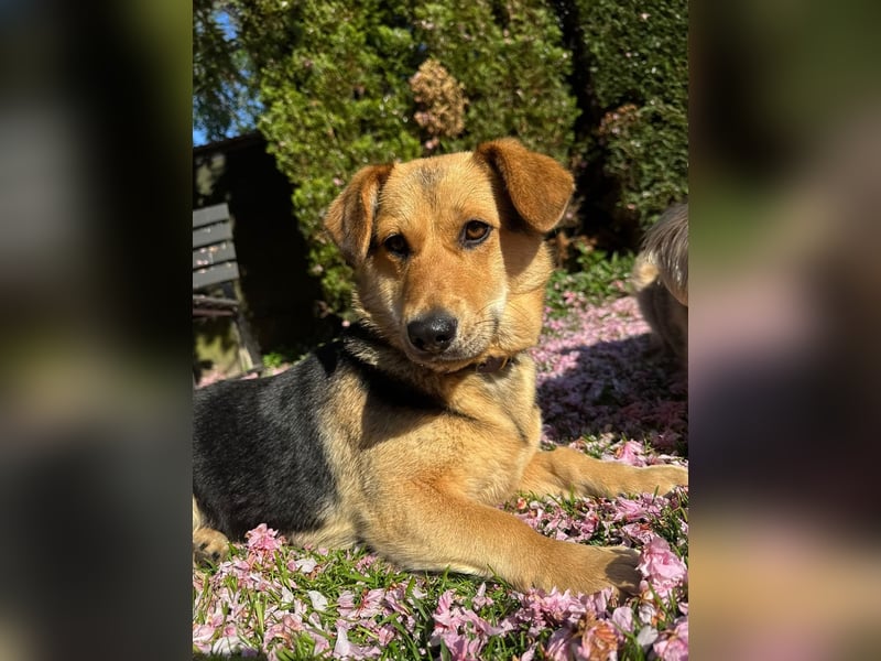 Kinderliebe, unkomplizierte Nessie,1,5J., kastr., gepflegt