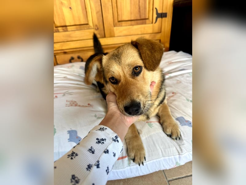 Kinderliebe, unkomplizierte Nessie,1,5J., kastr., gepflegt