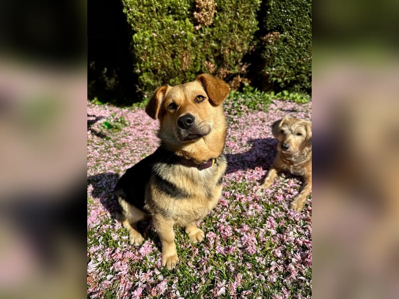 Kinderliebe, unkomplizierte Nessie,1,5J., kastr., gepflegt