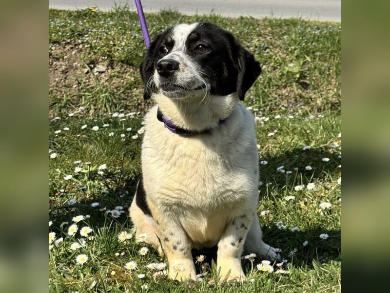 Dottie eine kleine Knutschkugel