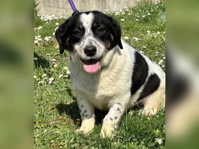 Dottie eine kleine Knutschkugel