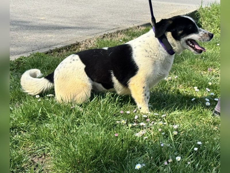 Dottie eine kleine Knutschkugel