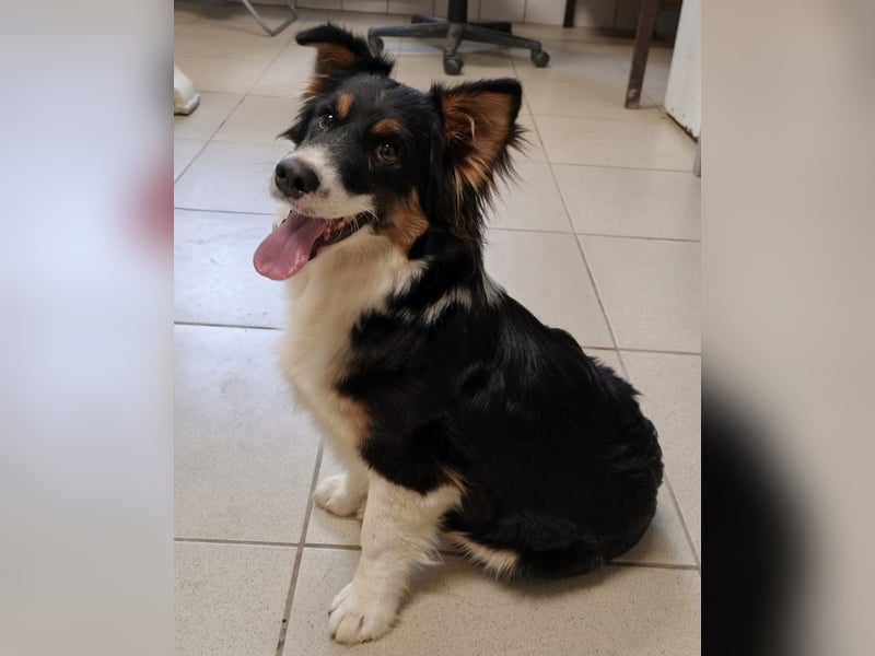 Ziggy ein winziger selbstbewusster Kerl
