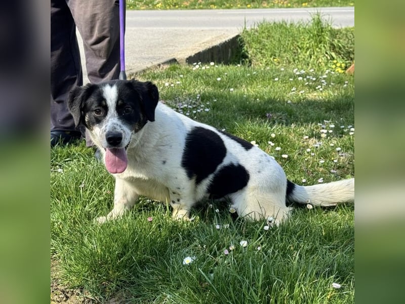 Dottie eine kleine Knutschkugel
