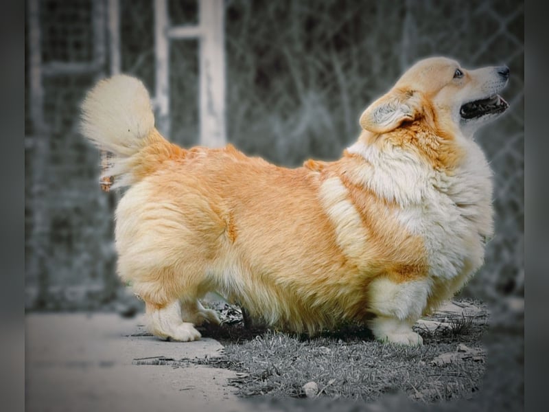 Welsh Corgi Pembroke Welpen