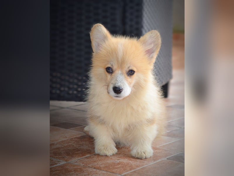 Welsh Corgi Pembroke Welpen