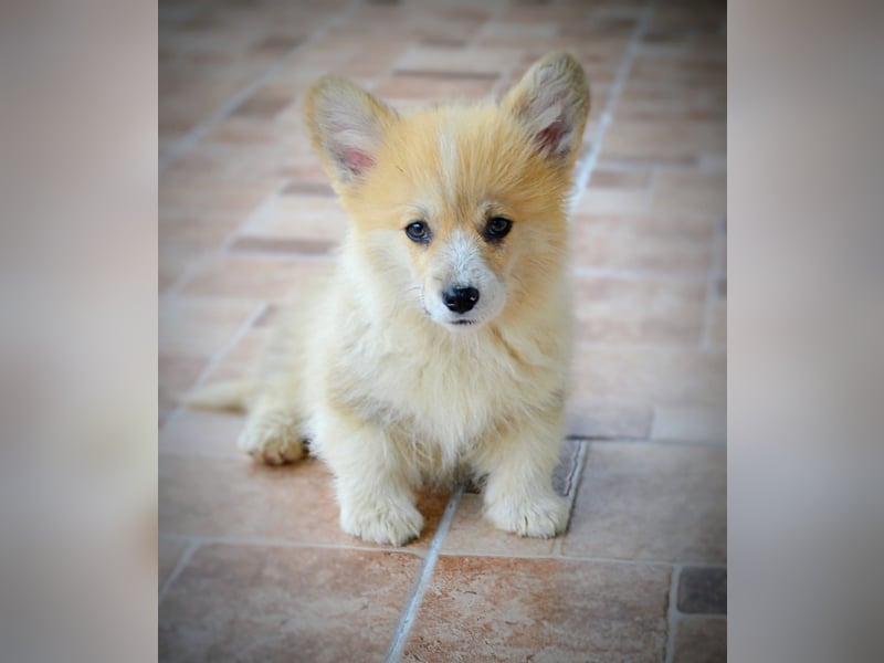 Welsh Corgi Pembroke Welpen