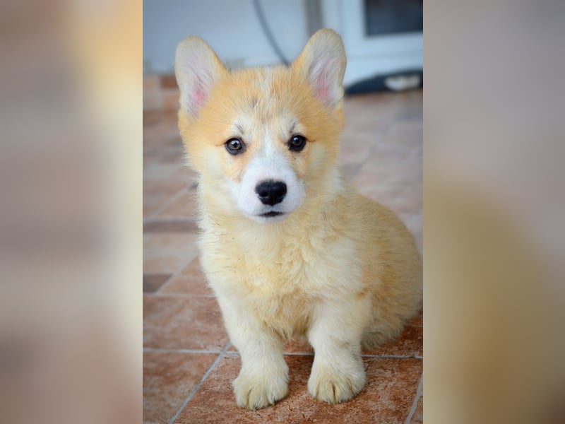 Welsh Corgi Pembroke Welpen