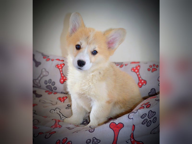 Welsh Corgi Pembroke Welpen