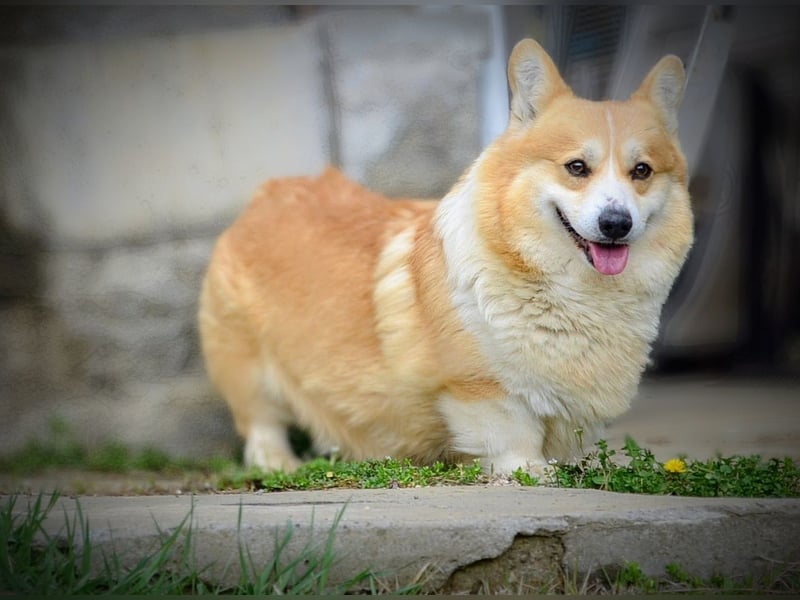 Welsh Corgi Pembroke Welpen