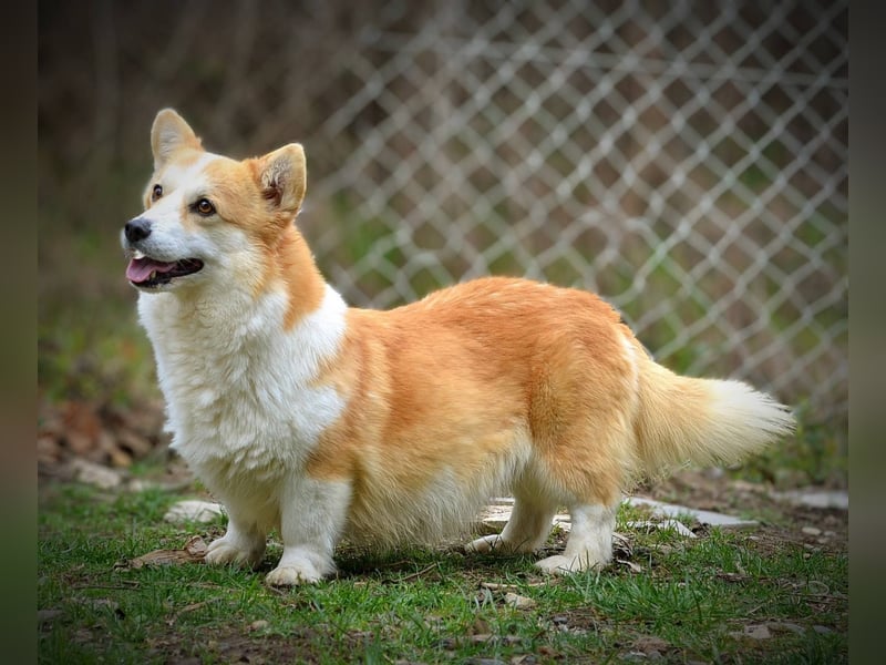 Welsh Corgi Pembroke Welpen