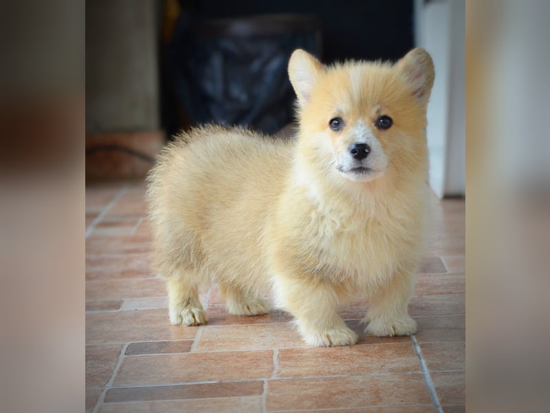 Welsh Corgi Pembroke Welpen